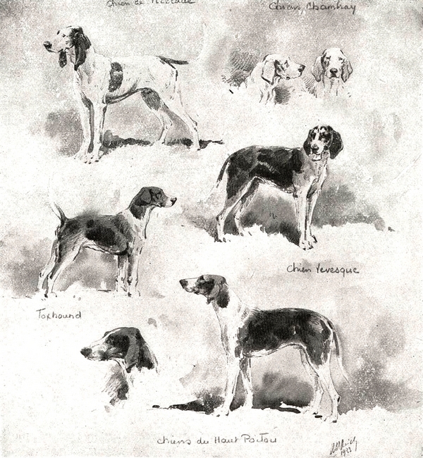 Chiens de Virelade, Chambray, Foxhound, Levesque, Poitevins par Karl Reille - Le Sport universel illustré